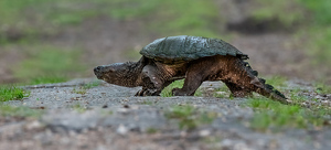 Snapper - Photo by Libby Lord