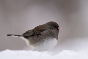 Class B HM: Snow bird by Alison Wilcox