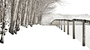 Snow covered lane - Photo by Edie Ryba