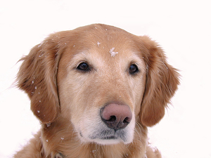 Snow Dog - Photo by Frank Zaremba MNEC