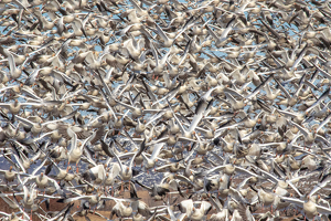 Snow goose rush hour traffic - Photo by Merle Yoder