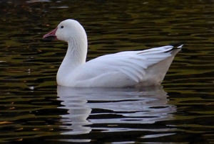 Class A 2nd: Snow Goose by George Zars