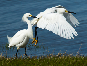 Snowy Egret fly by - Photo by Nancy Schumann