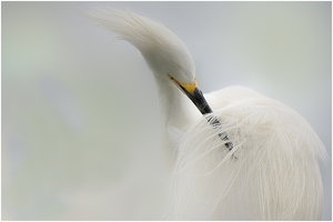 Snowy Egret Preening Breeding Plumage - Photo by Danielle D'Ermo