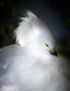 Salon HM: Snowy Egret Preening by Danielle D'Ermo