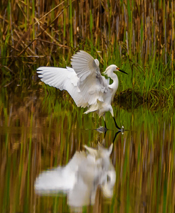 Salon 2nd: Snowy Egret Splashdown by John Straub