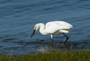 Snowy Egret successfully fishing - Photo by Nancy Schumann