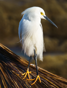 Snowy Egret taking in the morning sun - Photo by Terri-Ann Snediker