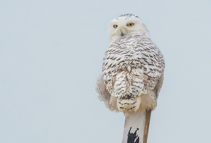 Snowy on High - Photo by Libby Lord