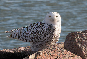 Snowy Owl at Long Beach - Photo by Nancy Schumann