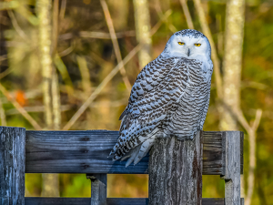 Snowy Owl in the late day sun - Photo by Libby Lord