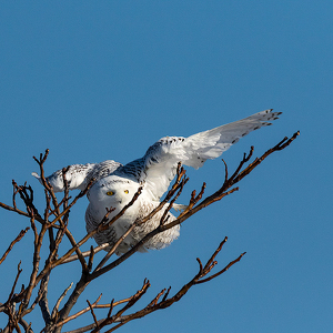 Snowy Owl landing in tree - Photo by Nancy Schumann