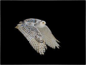 Snowy Owl by Danielle D'Ermo