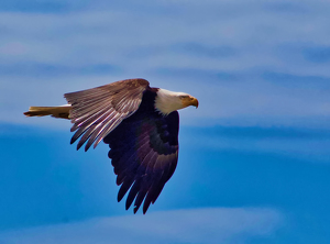 Soaring over the Pacific - Photo by Ben Skaught