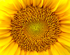 Sophie's Sunflower - Photo by Ian Veitzer