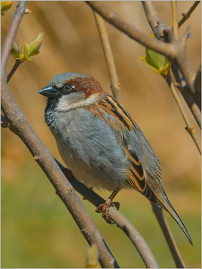 Sparrow - Photo by Frank Zaremba MNEC