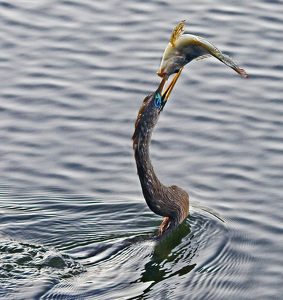 Spear fishing - Photo by Ron Thomas