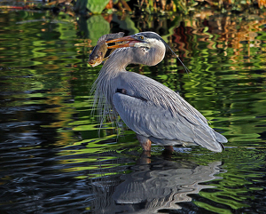 Speared fish - Photo by Ron Thomas