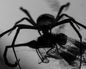 Spider With Dragonfly - Photo by Bill Latournes