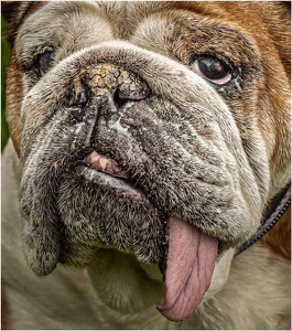 Spike the guard dog - Photo by Frank Zaremba MNEC