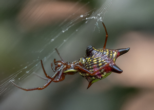 Spiny Orb Weaver by Bob Ferrante