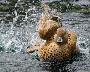 Splash Dance - Photo by Karin Lessard