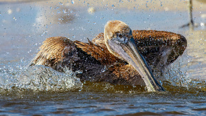 Splash Landing - Photo by Eric Wolfe