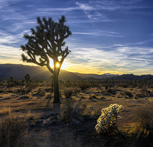 Class B HM: Spotlight in the Desert by Mary Anne Sirkin