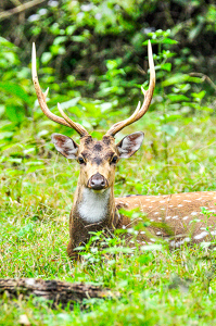 Spotted Deer - Kabini Forest, India - Photo by Aadarsh Gopalakrishna