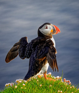 Spreading His Wings - Photo by John McGarry