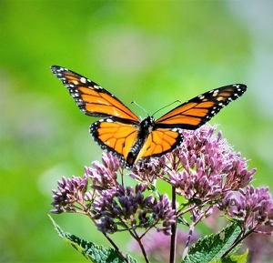 Spreading Wings - Photo by Charles Hall