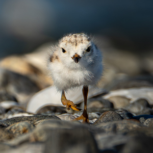 Class A 1st: Spring Chick by Chris Wilcox