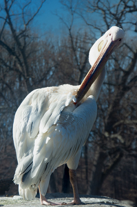 Spring Preening - Photo by Kevin Hulse