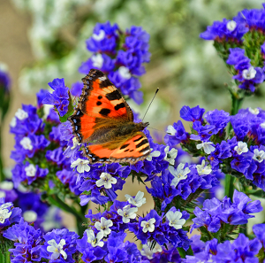 Spring - Photo by Louis Arthur Norton