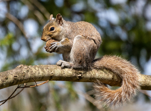 Class A HM: Squirrel by Marylou Lavoie