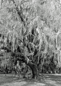 St Simon's Island Live Oak - Photo by Louis Arthur Norton