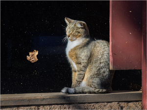 Stable Cat in a Wind Storm - Photo by Karin Lessard