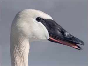 Stand Back I Am Gonna Sneeze - Photo by Karin Lessard