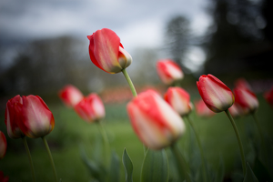 Standing Tall - Photo by Matt Barry