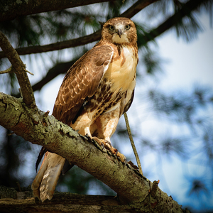 Stare Down - Photo by Bill Payne