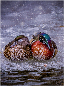 Starting to Snow - Photo by Frank Zaremba MNEC