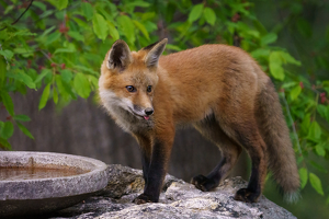 Stealing a Drink - Photo by Jeff Levesque