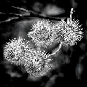 sticky things - Photo by John Parisi