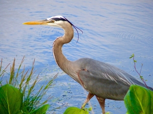 Class B HM: Still Life-Great Blue Heron by Gary Gianini