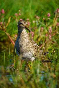 Stilt Sandpiper - Photo by Jeff Levesque