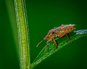 Salon 2nd: Stinkbug by John McGarry