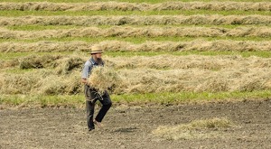 Straw Harvest - Photo by Mark Tegtmeier