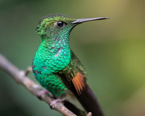 Stripe-Tailed Hummingbird - Photo by Chris Wilcox