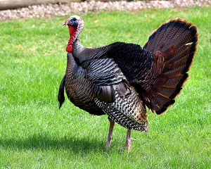 Strutting his stuff. - Photo by Charles Huband