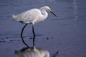 Strutting - Photo by Bill Payne